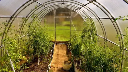 Что посадить в парнике в апреле для быстрого урожая: перечень культур