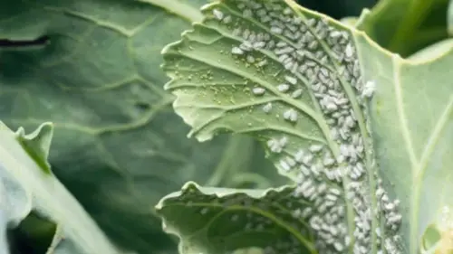 Средство от тли, которое работает: оно есть в каждой аптечке