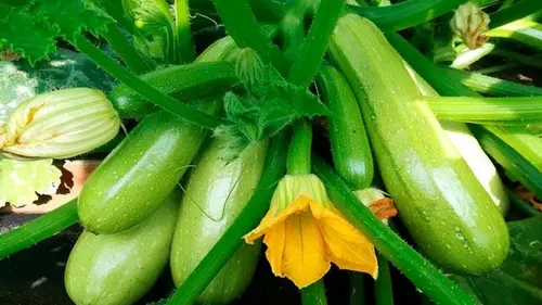 Урожай кабачков будет в 5 раз богаче: вот что нужно посадить рядом с овощем