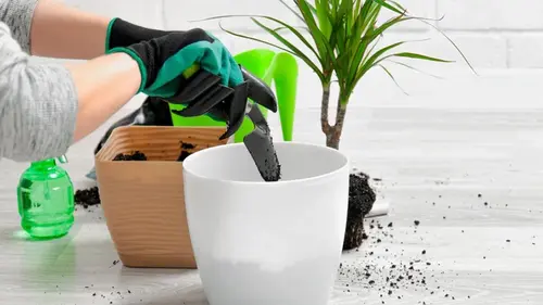 Как ухаживать за драценой в апреле: 5 шагов для пышной зелени