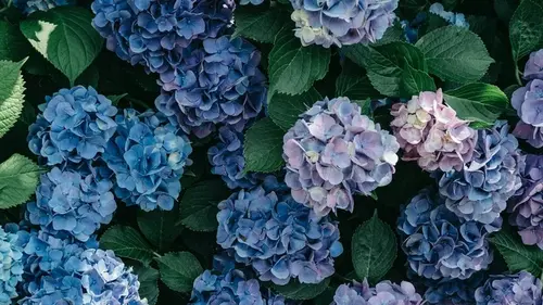 Не пропустите «апрельское окно»: 5 растений, которые надо обрезать прямо сейчас