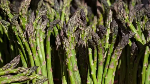 Как сажать, выращивать и собирать спаржу: полная инструкция от опытных садоводов
