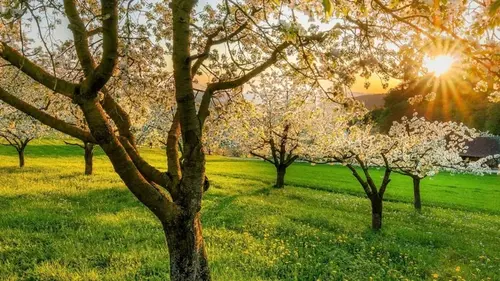 8 фруктовых деревьев, которые естественно отпугивают вредителей и дают щедрый урожай