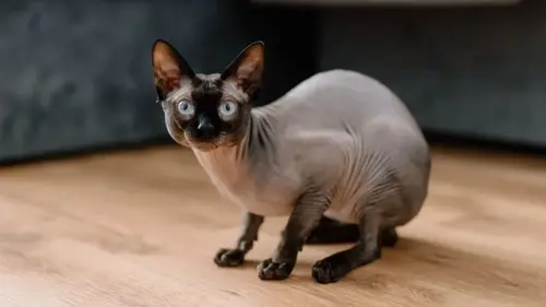 Ветеринар назвал 5 пород кошек, которых никогда не завел бы дома: причины удивили Сеть