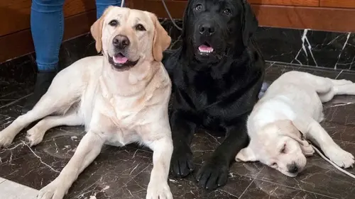 Ветеринар назвал 3 лучшие породы собак для тех, кто заводит питомца впервые