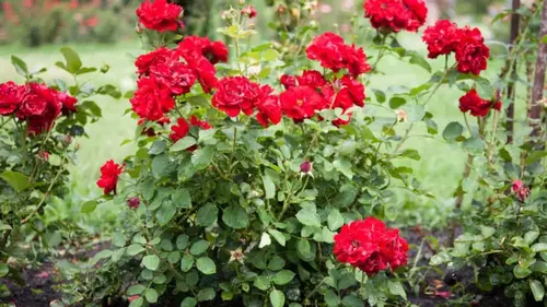 Они гниют и борются за воду: какие пары растений не рекомендуют сажать рядом