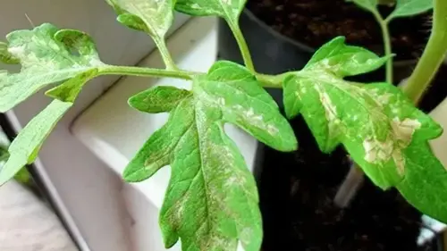 Побелевшая рассада помидоров после посадки в почву: причины и что делать