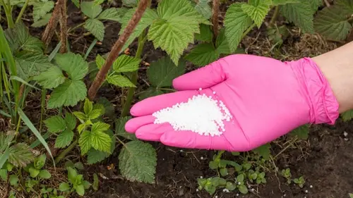 После цветения смородину посыпаю горстью одной подкормки: ягоды размером с вишню