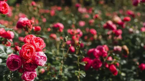 Разведите это водой и полейте розы: столько бутонов вы еще не видели — кусты будут цвести весь сезон