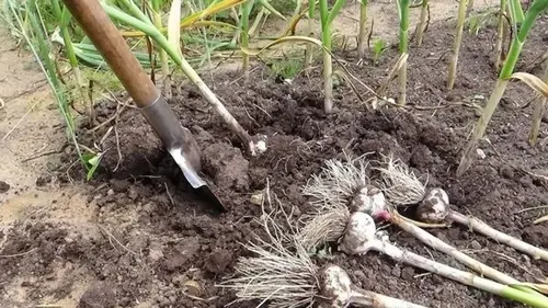 После чеснока и лука можно собрать еще один урожай: что посеять в июле
