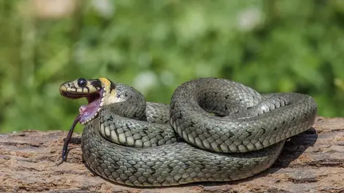 Некоторые предметы во дворе привлекают змей: эксперты объяснили, как этого избежать