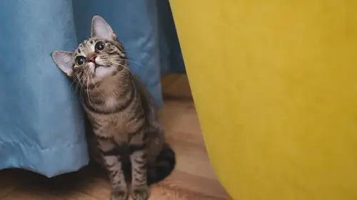 Коты могут понимать людские слова: как проверить, что питомец вас слушает
