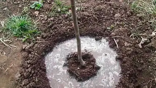 Чем подкормить яблони осенью