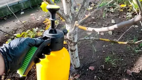 Чем обработать сад осенью от болезней и вредителей